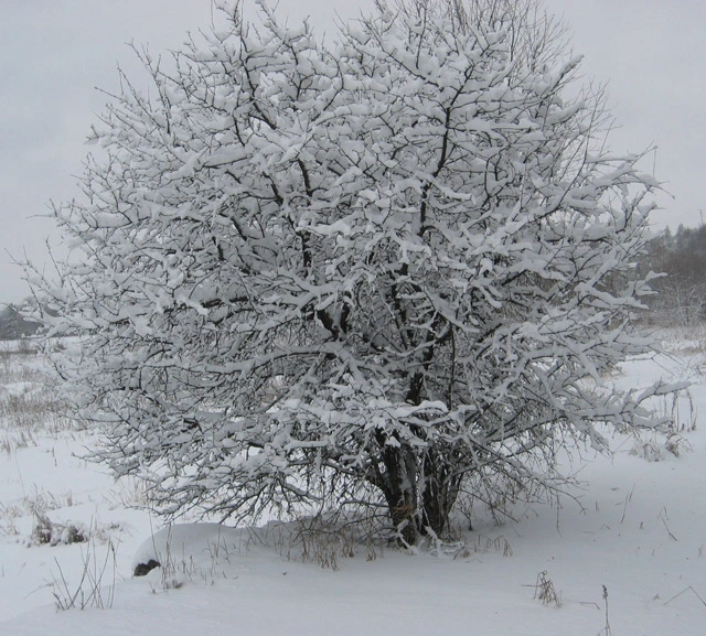 My photo for Theme Thursday. This week’s theme was winter. The photo was taken on a walk New Year’s Day in Guelph, Ontario.