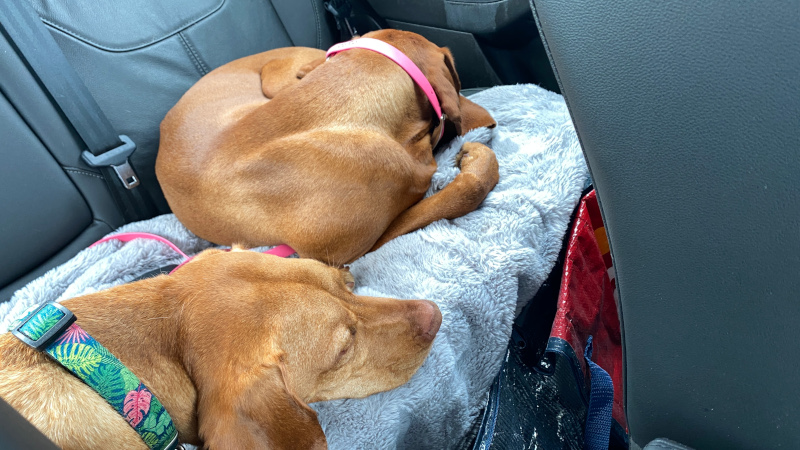 Lovely tired dogs